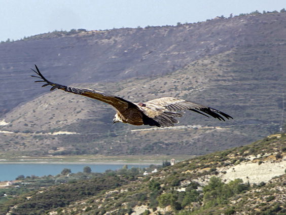 Welke rol speelt Cyprus bij de vogeltrek?