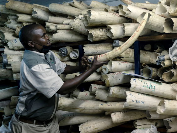 De strijd tegen wildlife cybercrime