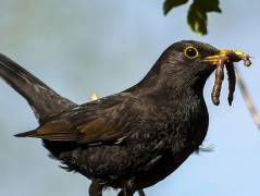 Nationale Vogeltuintelling: Wat verklaart de sterke come-back van de merel?