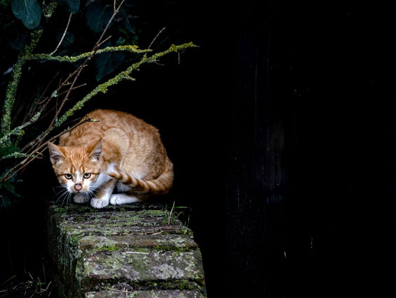 Kunnen we katten 's nachts beter binnenhouden in het broedseizoen?