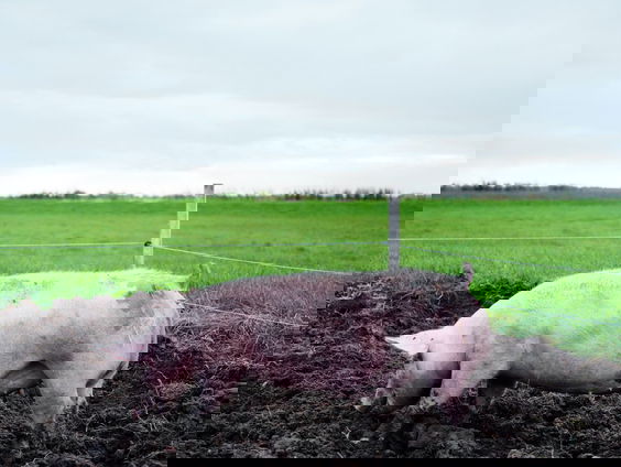 Overheid wordt op de vingers getikt voor falend beleid stankoverolast