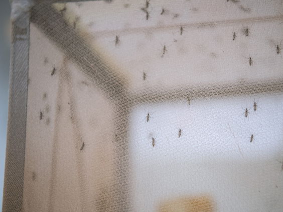 Nieuw medicijn tegen verspreiding malaria