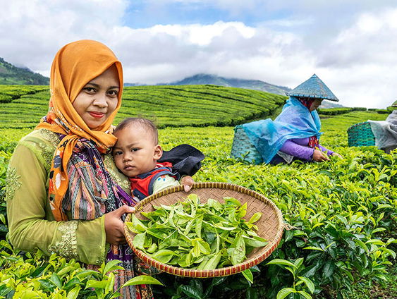 Finding Enok: een familiegeschiedenis over een verstoten maîtresse