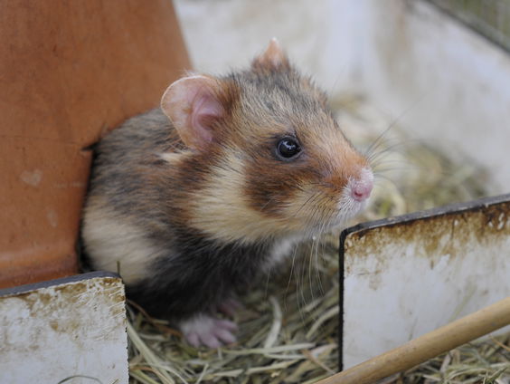 20 miljoen voor het beschermen van de korenwolf, is het dat wel waard?