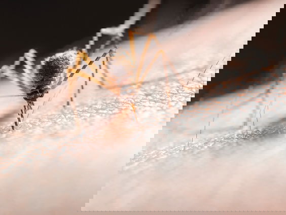 Hoe muggen een mep weten te ontwijken