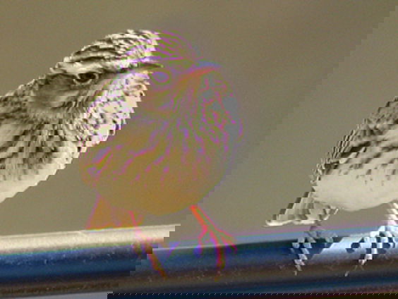 Fenolijn 6 februari 2022