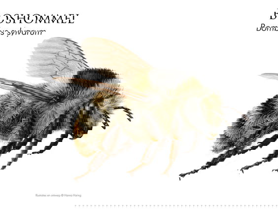 Leer de kunst van het wetenschappelijk illustreren
