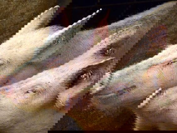 Zwangerschapsverlof en pensioen voor dieren