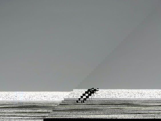 Telling van de wadvogels op Richel