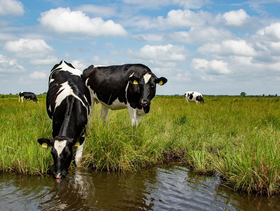 Louise Fresco: "Vraagstukken stikstofcrisis zijn in een halve middag opgelost"