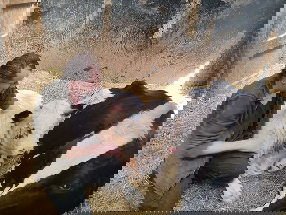 Een alternatief einde voor de koe? Een kijkje in een koeienpension