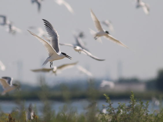 Opruimen slachtoffers vogelgriep "psychisch heftig"
