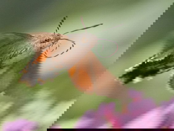 Fenolijn 10 maart 2024