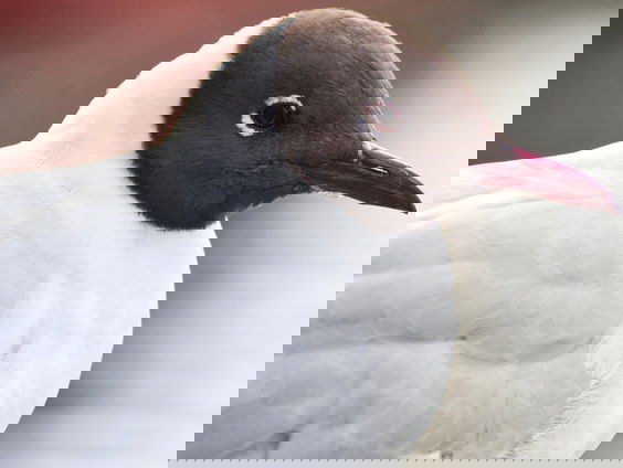 Vogelgriep slaat toe onder kokmeeuwen