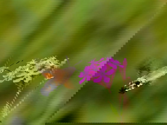 Kolibrievlinder vult de fenolijn