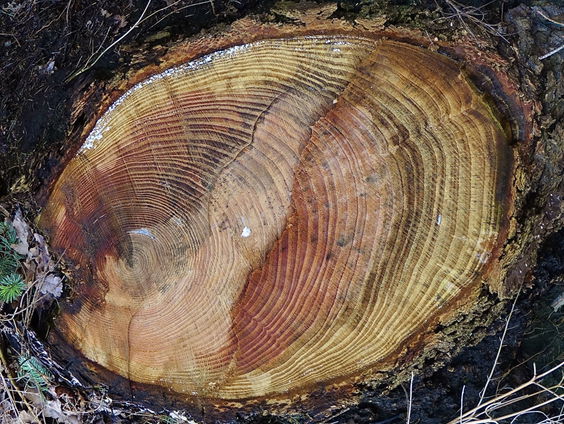 Wat we kunnen leren van jaarringen