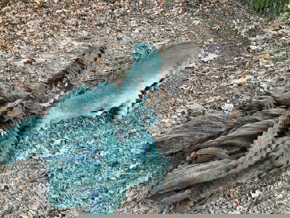 Dierenarts Peter Klaver redde een vastzittend hert