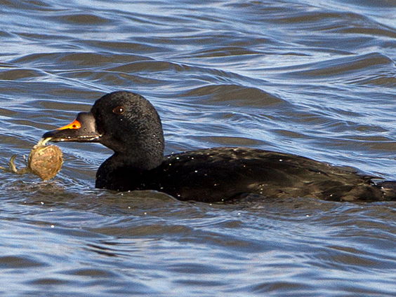 Wintereend: zwarte zee-eend