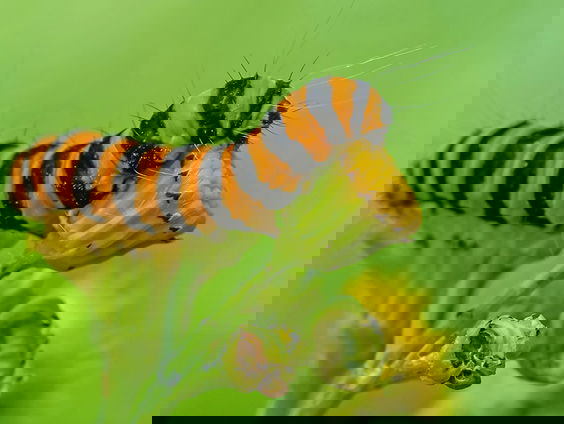 Fenolijn 18 juni 2023 plus oproep