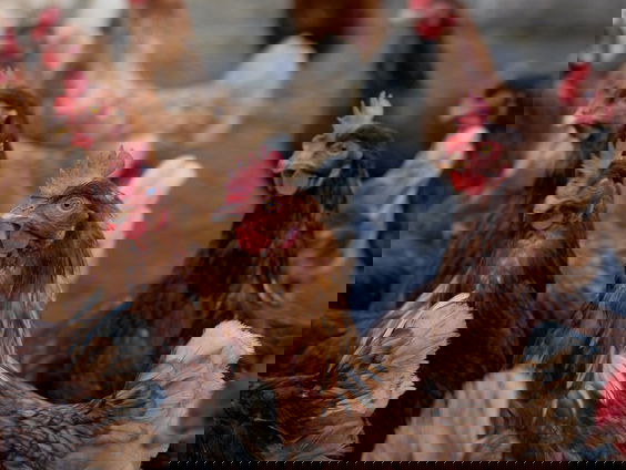 Dit is volgens Wakker Dier het 'Eufemisme van het Jaar'