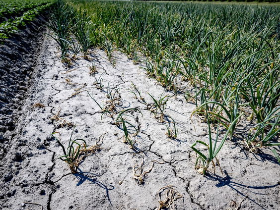 Stand.nl: Het droogterecord is alarmerend