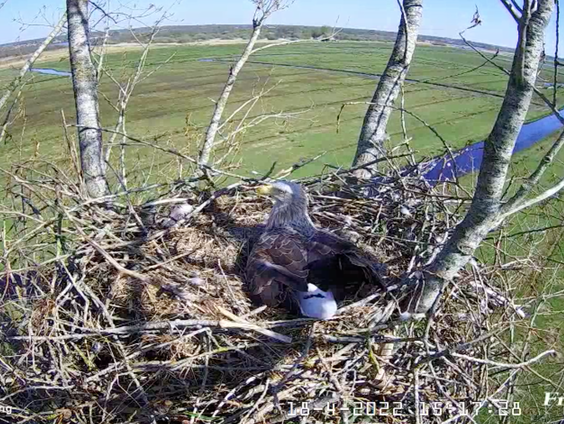 Mensen kijken massaal naar broedende vogels via webcams van de Vogelbescherming