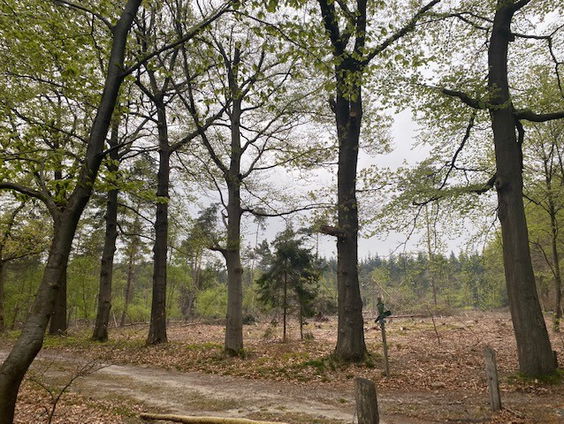 Hoe groot is de schade op de Sallandse Heuvelrug