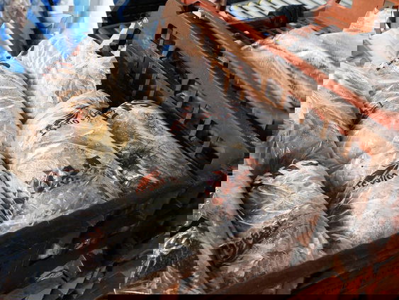 Privédetective ontdekte grote illegale handel in broodkratten