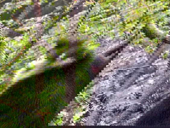 Chinese stompneusaap begraaft z'n doden