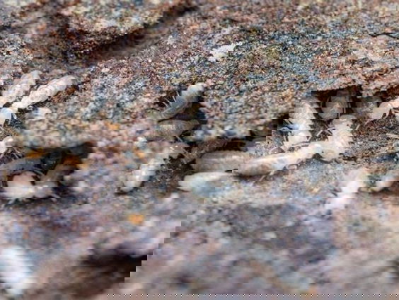 Krijgt schadelijke termiet voet aan de grond in Nederland?