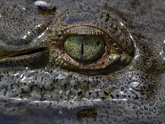 Reptielendeskundige Sterrin Smalbrugge vertelt waarom reptielen wél leuk zijn