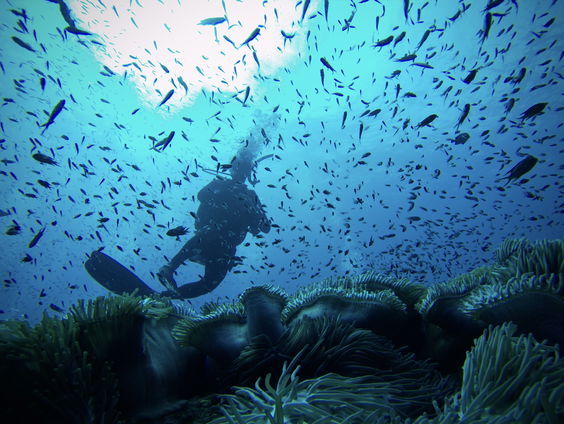 Neem een duik in de wonderlijke onderwaterwereld van Molokini