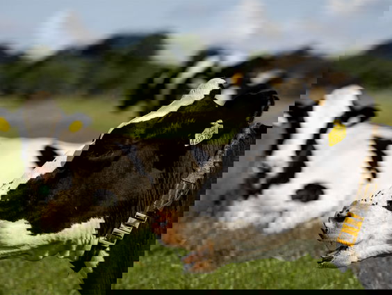 Biologisch boeren wordt steeds moeilijker door hoge grondprijs