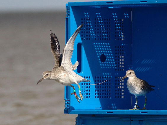 Waarom trekken kanoeten niet op tijd?