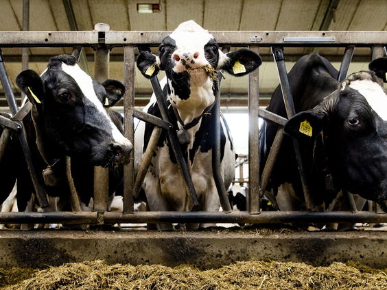 Provincies weten van duizenden veehouders niet of ze juiste stikstofvergunning hebben