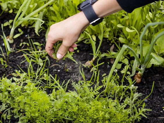 Wonen we straks allemaal in een 'ecoland'?