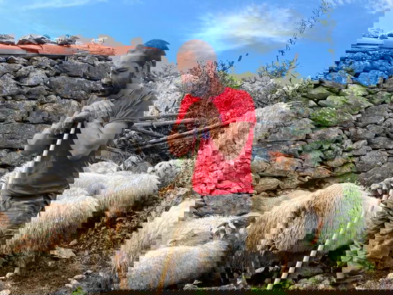 Schapen en geiten grazen tegen de Spaanse bosbranden