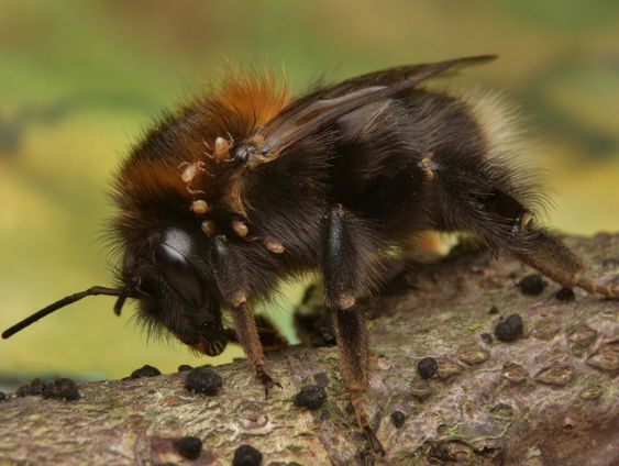 Fenolijn 24 april 2022