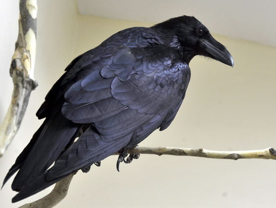 De hoofdrol van de raaf in de cultuurgeschiedenis