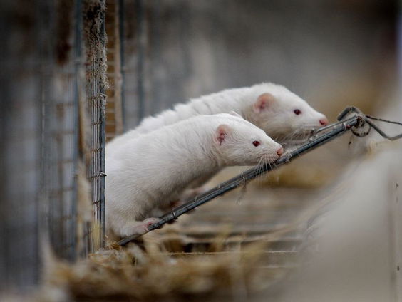 Hoe gevaarlijk is het als nertsen elkaar vogelgriep hebben overgedragen?