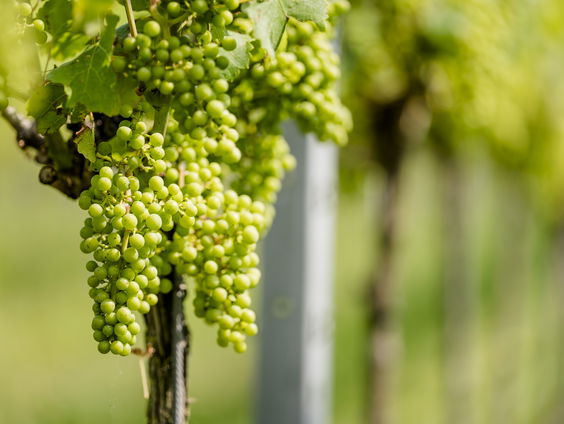 De Nederlandse wijnboeren doen goede zaken deze warme zomer