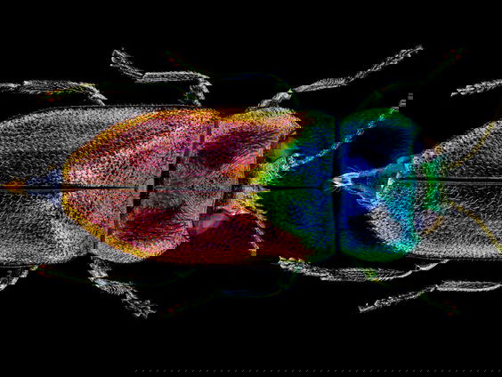 Een boek vol insecten