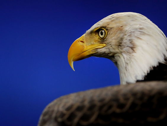 Nienke Beintema over de broedende webcam-zeearend