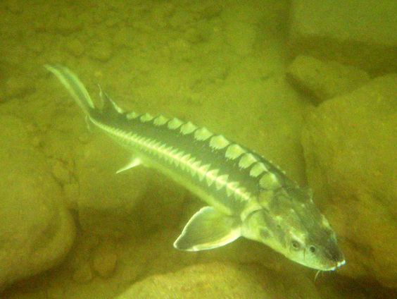 Komt Europese steur terug in Nederlandse wateren?