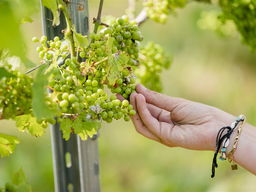 Wijnboer Harry Vorselen over topjaar Nederlandse wijn