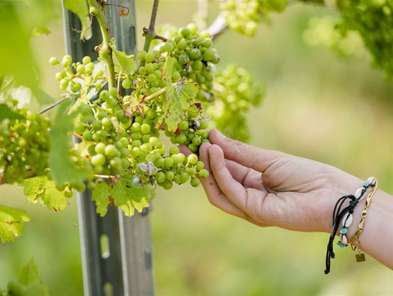 Wijnboer Harry Vorselen over topjaar Nederlandse wijn
