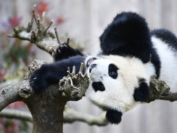 Dierentuin baalt; nog niet genoemd in de versoepelingen