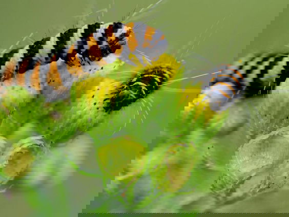 Gaat de Sint Jacobsvlinder het Jacobskruiskruid temmen?