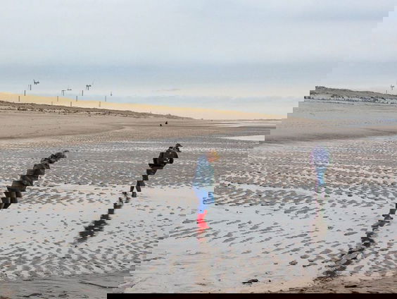 Tapir op de Maasvlakte