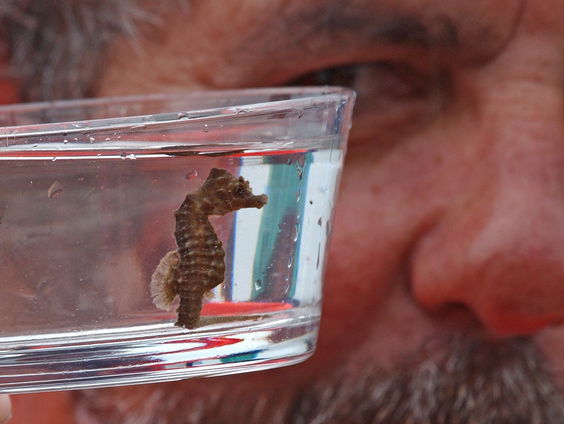 Opvang voor zeepaardjes